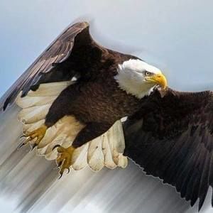 Meet your Posher, Royal